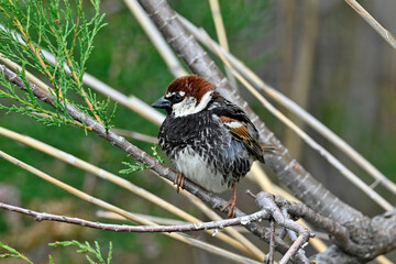 Weidensperling // Spanish Sparrow (Passer hispaniolensis) - Griechenland // Greece