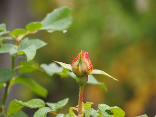 バラ　アウグスタルイーゼ　つぼみ