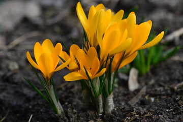 Crocus Golden Yellow bloom in the garden. Close up - obrazy, fototapety, plakaty