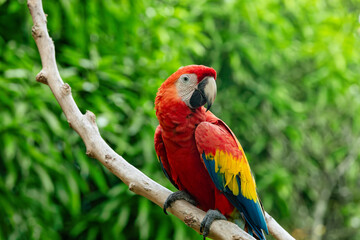 Scarlet macaw (Ara macao) is a large yellow, red and blue Neotropical parrot native to humid evergreen forests of the Americas. Malagana, Bolivar department. Wildlife and birdwatching in Colombia