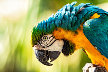 Blue-and-yellow macaw (Ara ararauna), also known as the blue-and-gold macaw, is a large Neotropical parrot. Malagana, Bolivar department. Wildlife and birdwatching in Colombia - obrazy, fototapety, plakaty