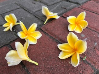 Many white and yellow Frangipani flowers or Plumeria Alba falling on concrete ground