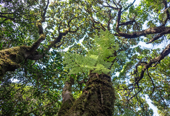 Fototapeta premium Laurel forest in Anaga Rural Park on Tenerife