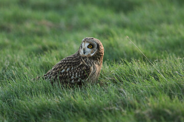 A magnificent hunting Short-eared Owl, Asio flammeus, perching on the ground in the grass.