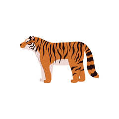 Amur tiger, big wild cat side view, predatory striped orange animal from taiga forest vector illustration isolated