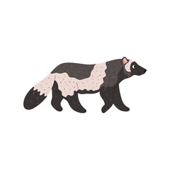 Wolverine walking wild northern animal.