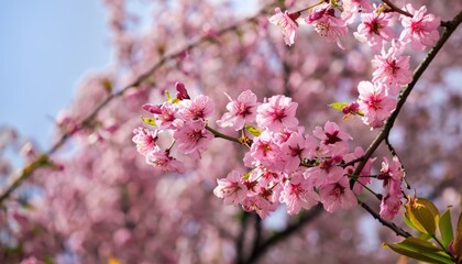 Cherry blossoms in spring