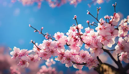 Rolgordijnen Cherry Blossoms Ota Gunma Japan Spring © ROKA Creative