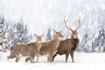 Two roe deers in the winter forest with snowfall. Animal in natural habitat
