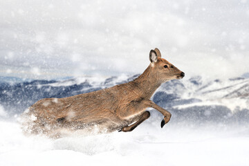 Running deer on the winter mountain background. Animal in natural habitat