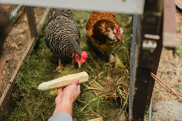 Person's hand feeding backyard chickens leftover corn scraps in coop
