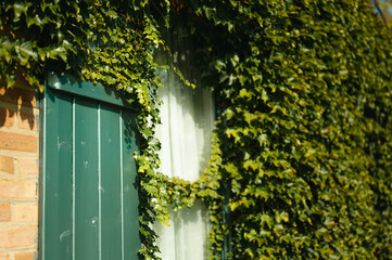 Green ivy leaves growing on brick wall and window with green shutters