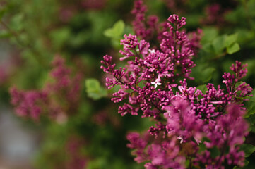Single purple lilac flower blooming among flower buds