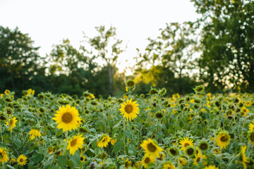 Obraz premium Field of sunflowers in the late summer in the midwest