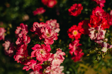 Fototapeta premium Vibrant pink garden roses in bright sunlight