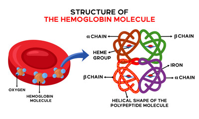Illustration of the anatomy of the hemoglobin molecule and explanation of the names of each part - obrazy, fototapety, plakaty