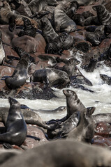 seal resting at the shore of cape cross in namibia