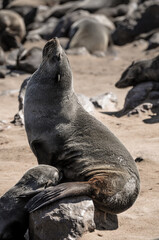 seal resting at the shore of cape cross in namibia