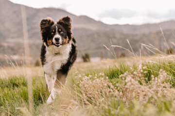 Australian Shepherd mix running in field in mountains of Colorado