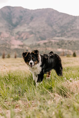 Naklejka na ściany i meble Australian Shepherd mix in green field in mountains of Colorado