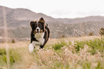Australian Shepherd mix running in field in mountains of Colorado