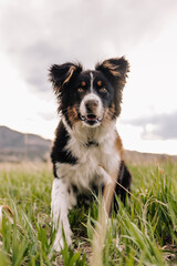 low angle view of Australian Shepherd mix puppy in Colorado mountains