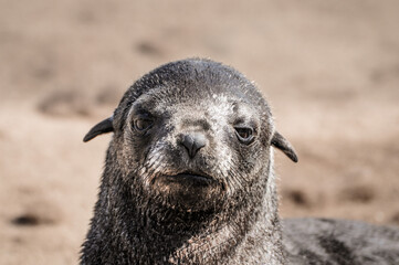 close up of a young toddler seal resting at the shore of cape cross in namibia