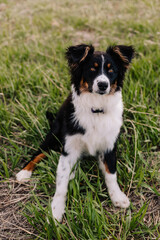 Australian Shepherd mix sitting in green grass in Denver Colorado