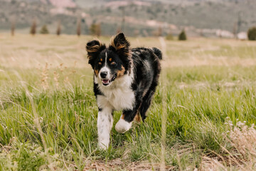 Australian Shepherd mix running in field in mountains of Colorado