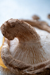 Shiitake mushroom and dried fruits on white background in macro shot
