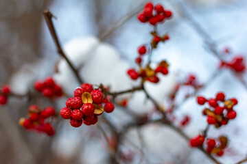 Red berries in the winter