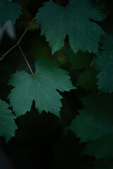 Close up grape leaves in dark bush background