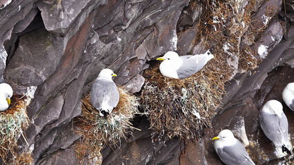 Seagulls in a rock cliff at North Iceland seashore
