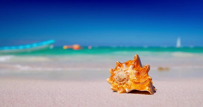 Sea shell on beach and caribbean sea water, tropical landscape of coast beautiful sea shore  on sunny day video