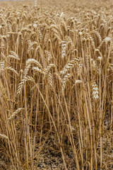Rural scenery. Background of ripening ears of wheat field and sunlight. Crops field. Selective focus. Field landscape