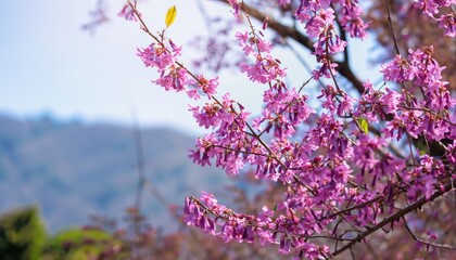background nature Flower Valentine. Prunus ceramides Background