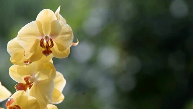 yellow Orchid branch on green natural background