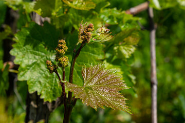 Young green tender leaves of grapes on a background of blue sky in spring