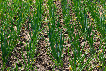 Green onions growing in the garden. spring vegetables. Organic food. Macro