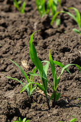 Young corn plants growing on the field on a sunny day. Selective focus