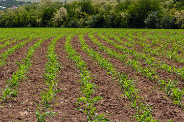 Obraz premium Young corn plants growing on the field on a sunny day. Selective focus