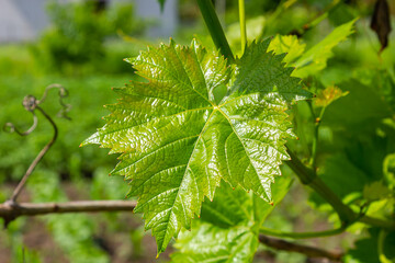 Young green tender leaves of grapes on a background of blue sky in spring