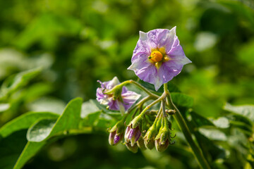 the potato flowers are white, blurred background the garden of the natural growing conditions