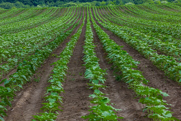 Fototapeta na wymiar Rows of young sunflower plants on the field early in the spring - selective focus