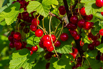 Red currant berries grow in sunny garden. Red currants plantation in summer field. Red currant berries in sunny garden
