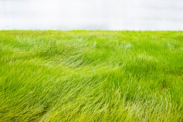 Obraz premium green grass and blue sky