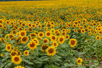 Sunflowers in the field against blue sky