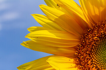 Sunflower with blue sky background
