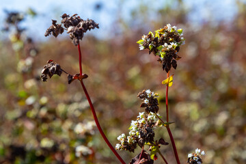 Ripe buckwheat plants on the field. Selective focus. Shallow depth of field