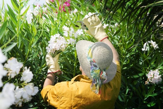 Rear View Of Senior Woman Pruning Flowers In Garden